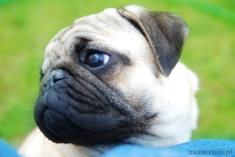 mopsy Kumok i Miszur oraz labradorka Beja