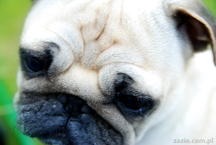 mopsy Kumok i Miszur oraz labradorka Beja