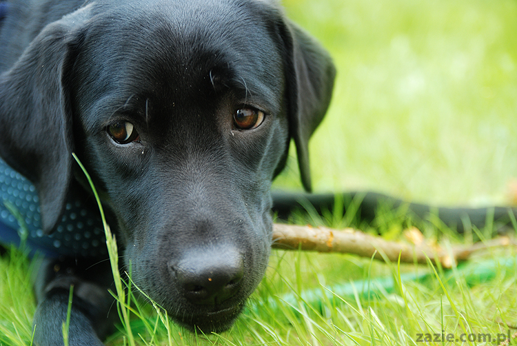 mopsy Kumok i Miszur oraz labradorka Beja
