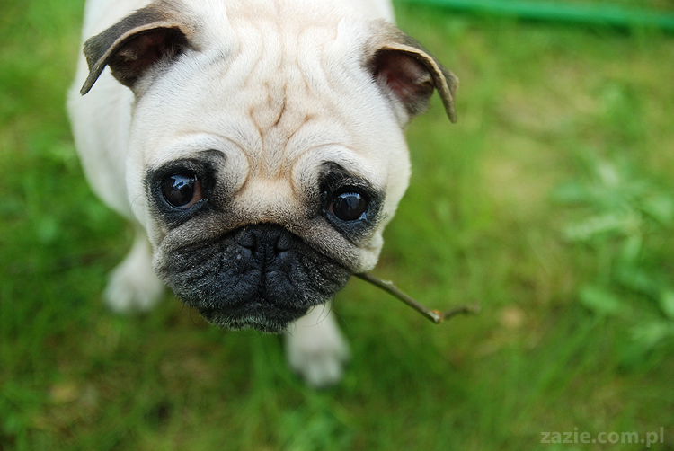 mopsy Kumok i Miszur oraz labradorka Beja