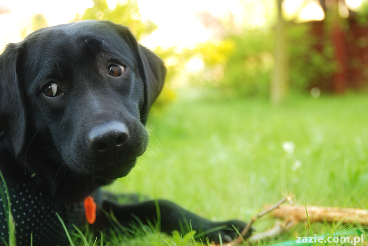 mopsy Kumok i Miszur oraz labradorka Beja