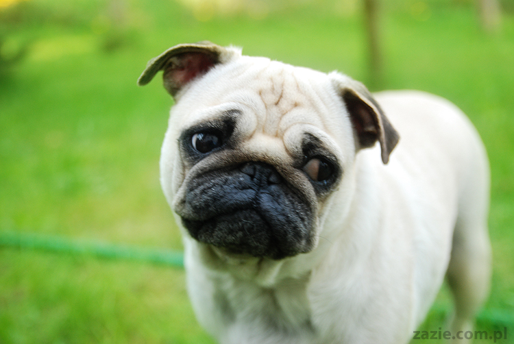 mopsy Kumok i Miszur oraz labradorka Beja