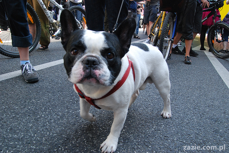 Parada Równości 2011 Warszawa LGBT Gay Pride Warsaw