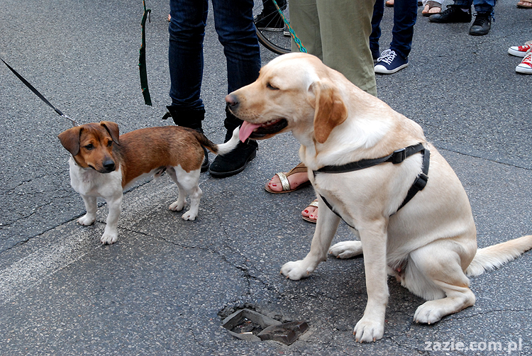Parada Równości 2011 Warszawa LGBT Gay Pride Warsaw