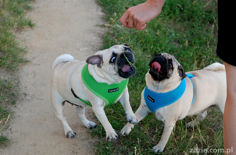 mopsiki mopsy Kumok i Miszur