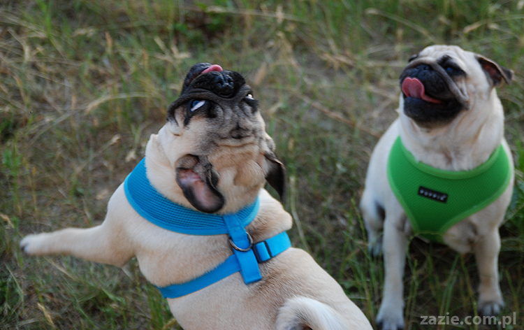 mopsiki mopsy Kumok i Miszur