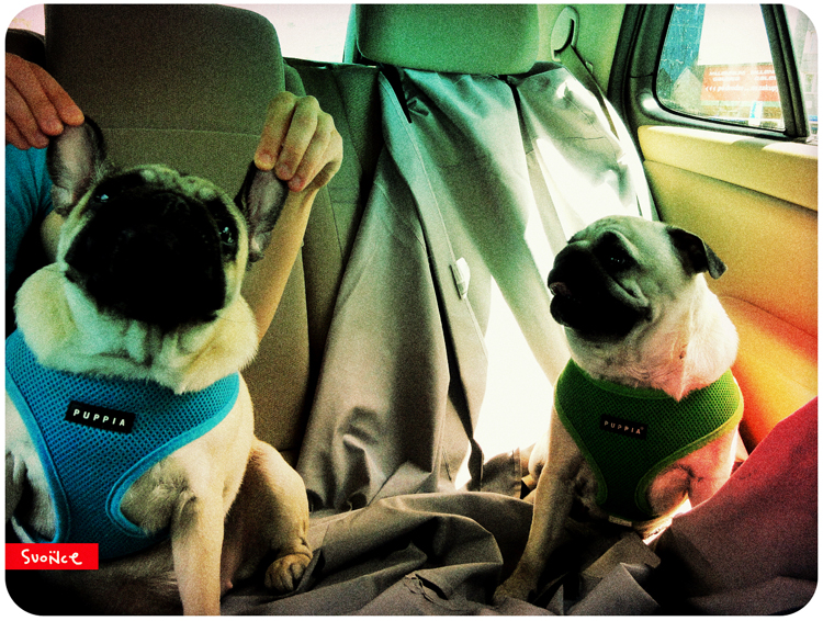 mopsy Kumok i Miszur mopsikowa niedziela