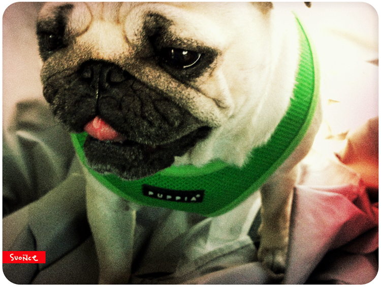 mopsy Kumok i Miszur mopsikowa niedziela