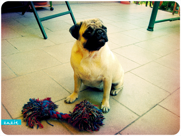 mopsy Kumok i Miszur mopsikowa niedziela