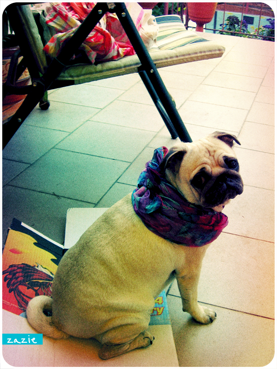 mopsy Kumok i Miszur mopsikowa niedziela