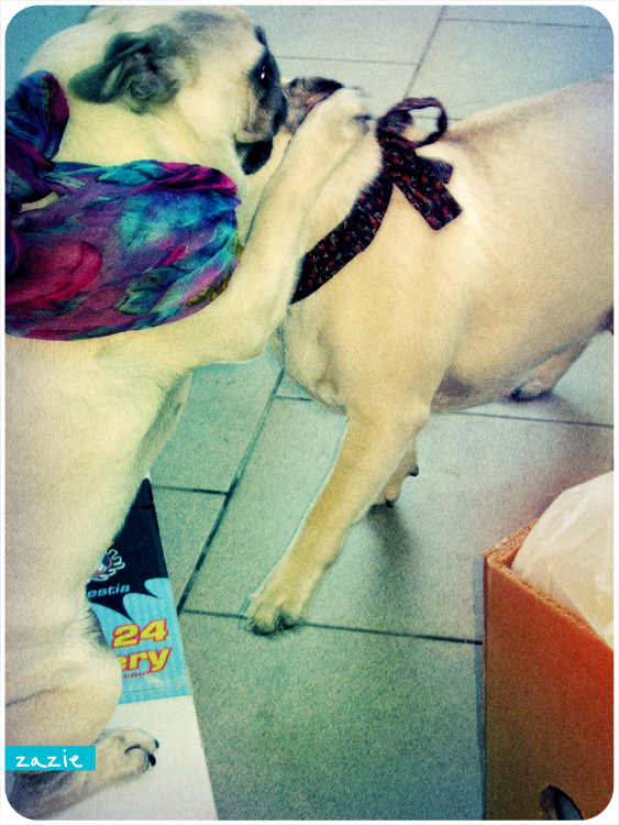 mopsy Kumok i Miszur mopsikowa niedziela