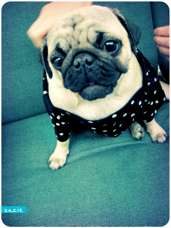 mopsy Kumok i Miszur mopsikowa niedziela