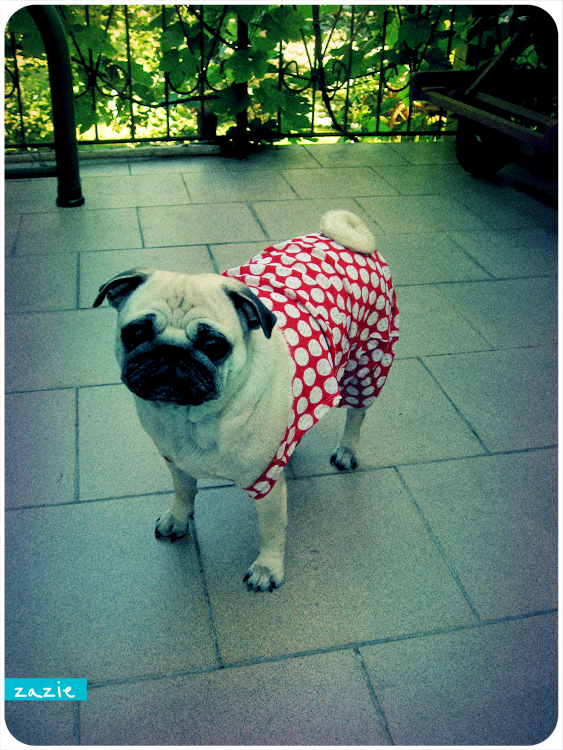 mopsy Kumok i Miszur mopsikowa niedziela