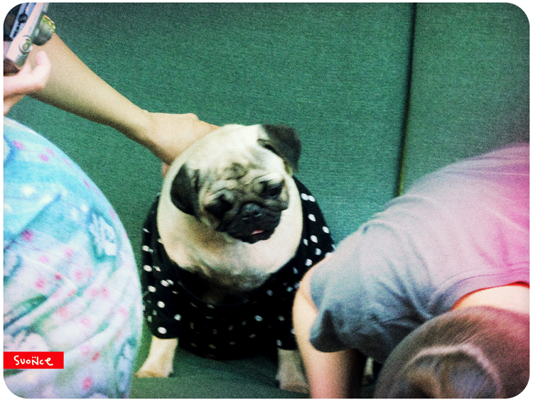 mopsy Kumok i Miszur mopsikowa niedziela