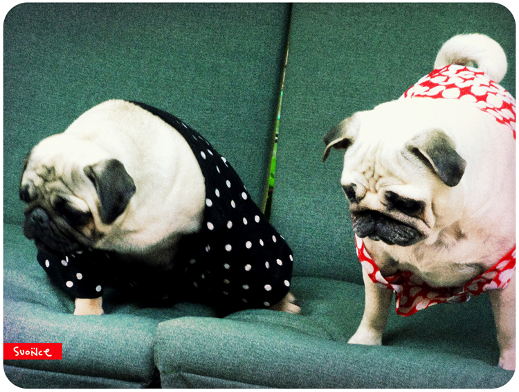 mopsy Kumok i Miszur mopsikowa niedziela