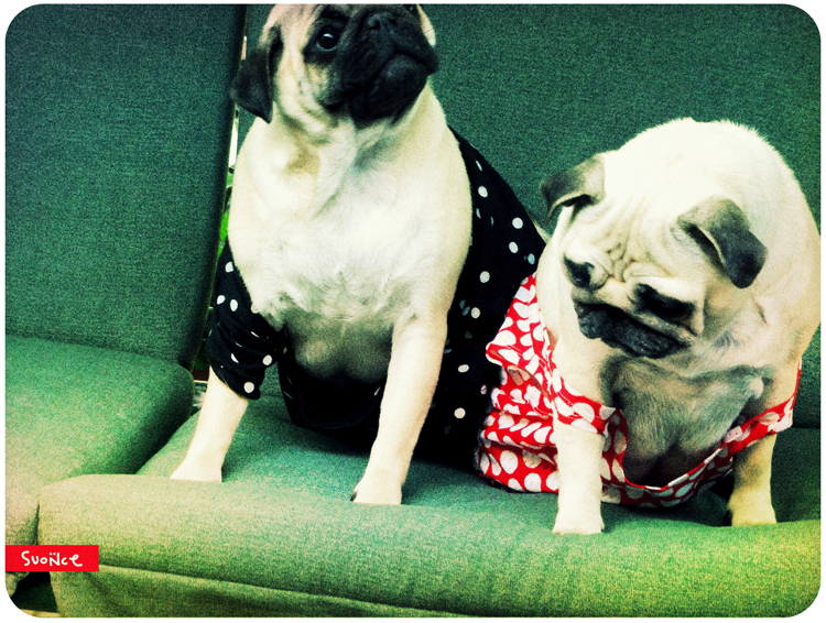 mopsy Kumok i Miszur mopsikowa niedziela