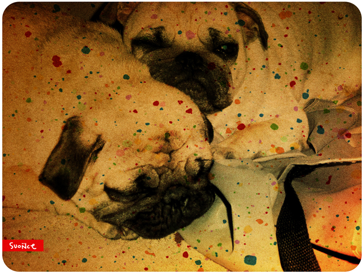 mopsy Kumok i Miszur mopsikowa niedziela