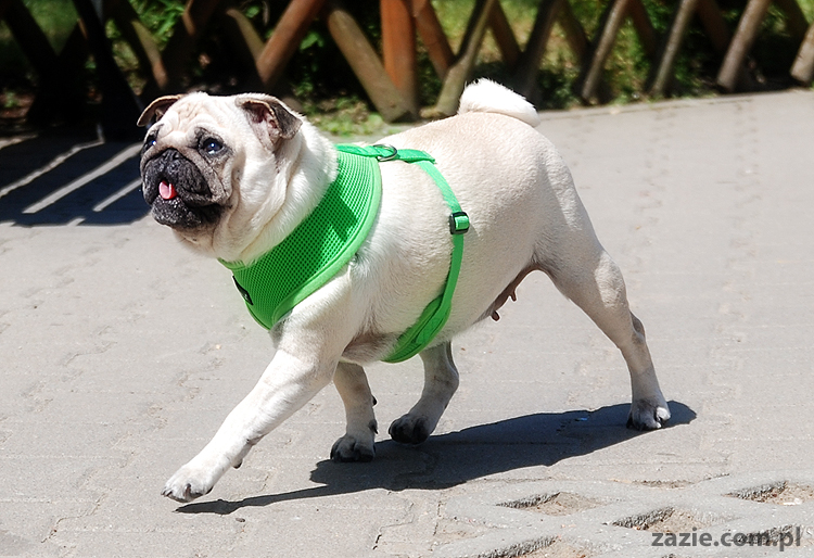 mopsy na Tarchominie Kumok i Miszur 