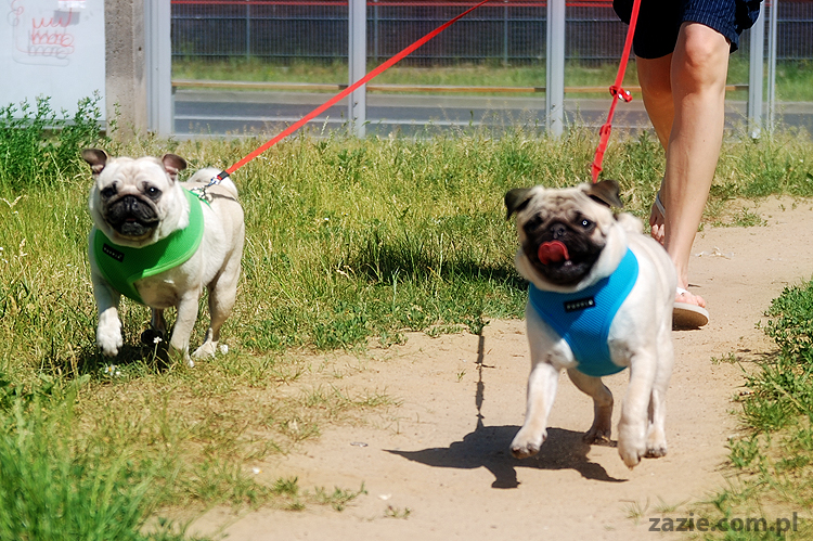 mopsy na Tarchominie Kumok i Miszur 