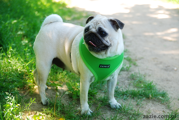 mopsy na Tarchominie Kumok i Miszur 