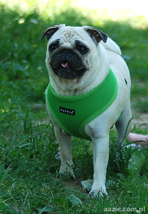 poranny spacer Kumoka i Miszura