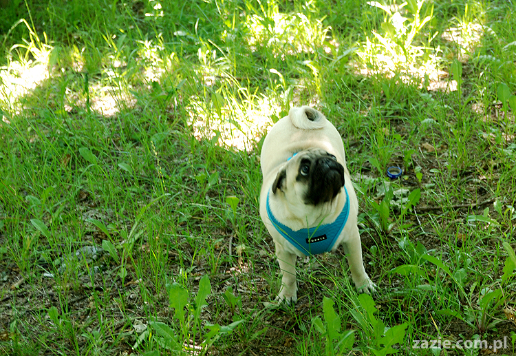 mopsy na Tarchominie Kumok i Miszur 