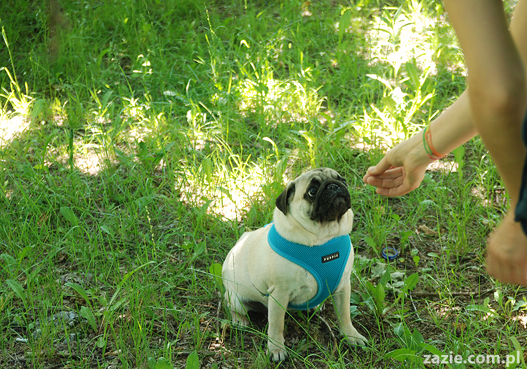 mopsy na Tarchominie Kumok i Miszur 