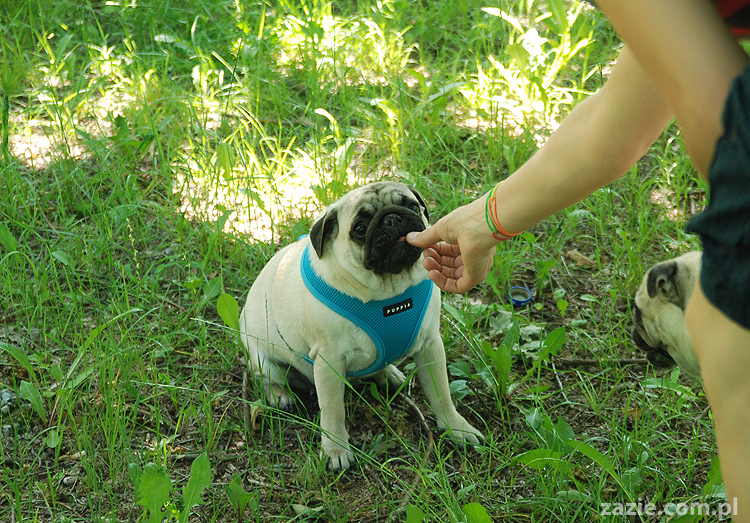 mopsy na Tarchominie Kumok i Miszur 