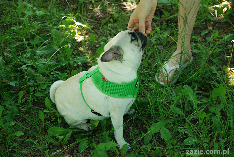 mopsy na Tarchominie Kumok i Miszur 