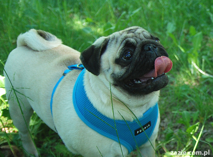 mopsy na Tarchominie Kumok i Miszur 