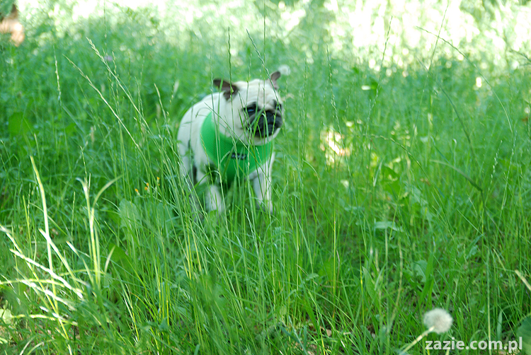 mopsy na Tarchominie Kumok i Miszur 