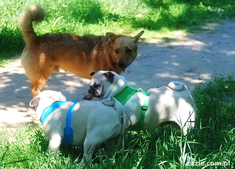 mopsy na Tarchominie Kumok i Miszur 