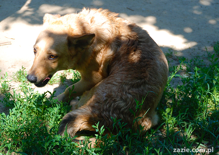 mopsy na Tarchominie Kumok i Miszur 