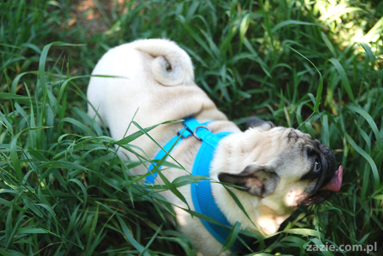 mopsy na Tarchominie Kumok i Miszur 