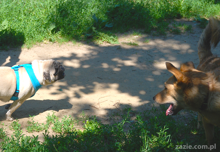 mopsy na Tarchominie Kumok i Miszur 