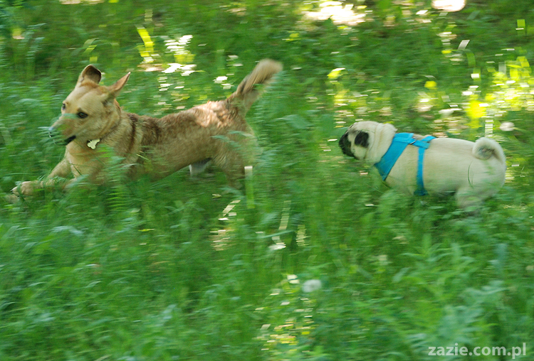 mopsy na Tarchominie Kumok i Miszur 