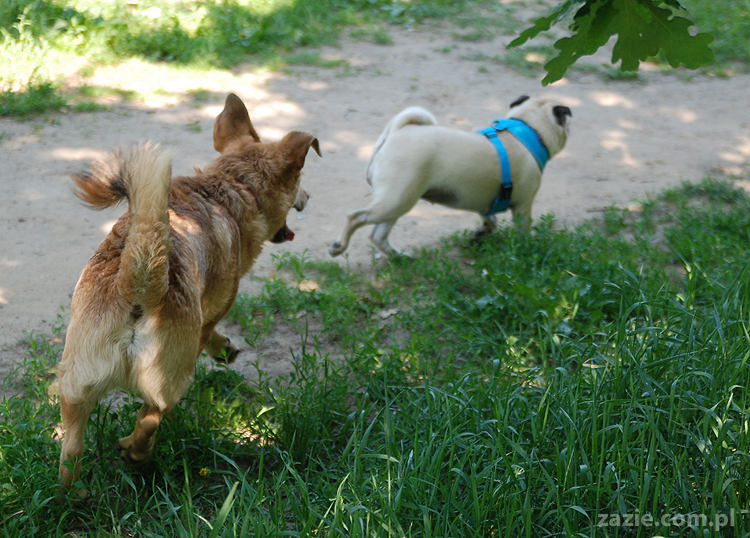 mopsy na Tarchominie Kumok i Miszur 