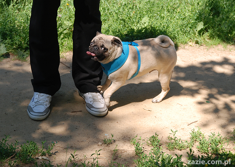 mopsy na Tarchominie Kumok i Miszur 