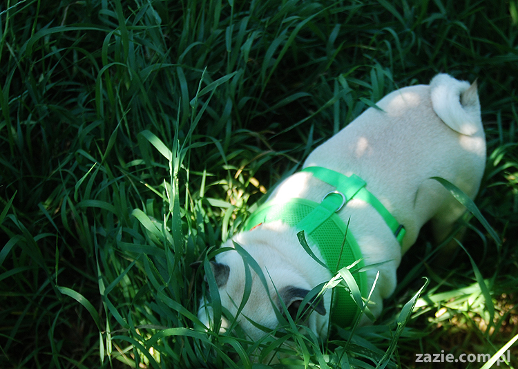 mopsy na Tarchominie Kumok i Miszur 