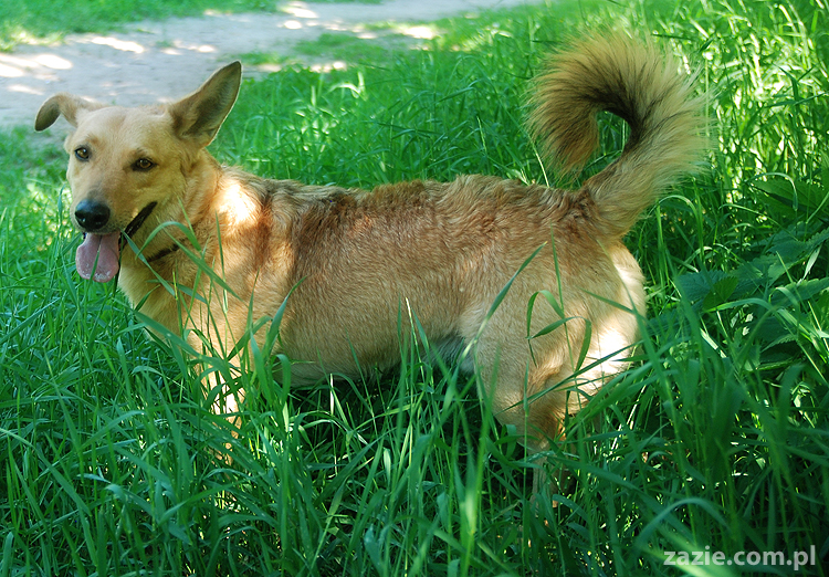 mopsy na Tarchominie Kumok i Miszur 