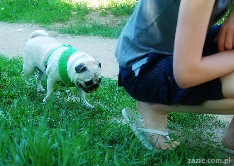 mopsy na Tarchominie Kumok i Miszur 