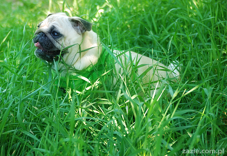 mopsy na Tarchominie Kumok i Miszur 