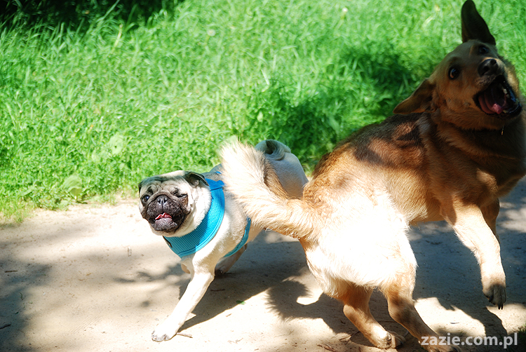 mopsy na Tarchominie Kumok i Miszur 