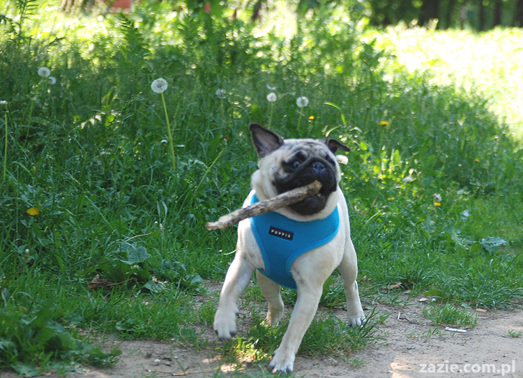 mopsy na Tarchominie Kumok i Miszur 