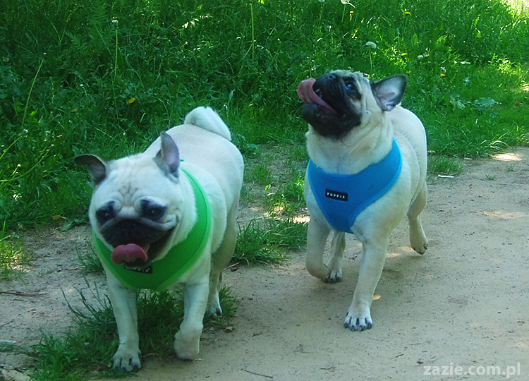 mopsy na Tarchominie Kumok i Miszur 