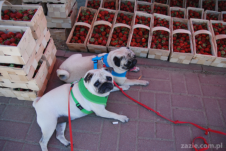 mopsy na Tarchominie Kumok i Miszur 