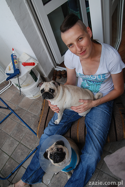 Kumok i Miszur mopsy pugs latający mops