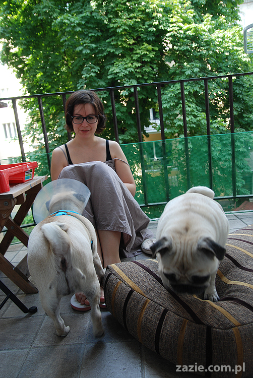 Kumok i Miszur mopsy pugs latający mops