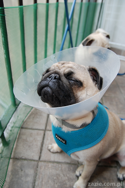 Kumok i Miszur mopsy pugs latający mops