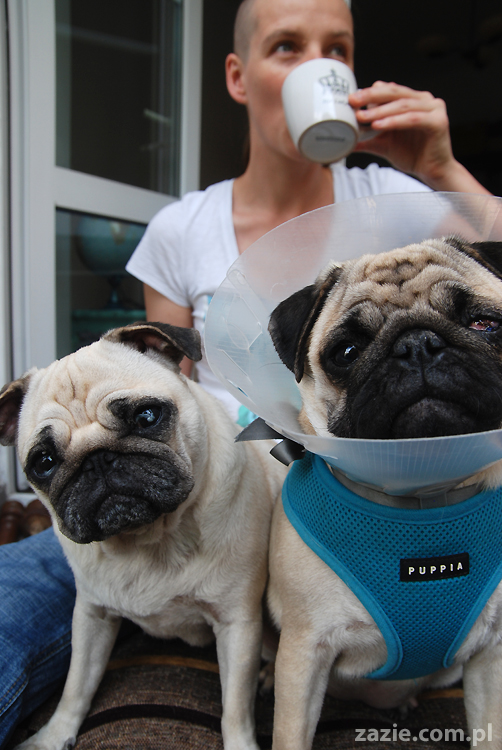 Kumok i Miszur mopsy pugs latający mops